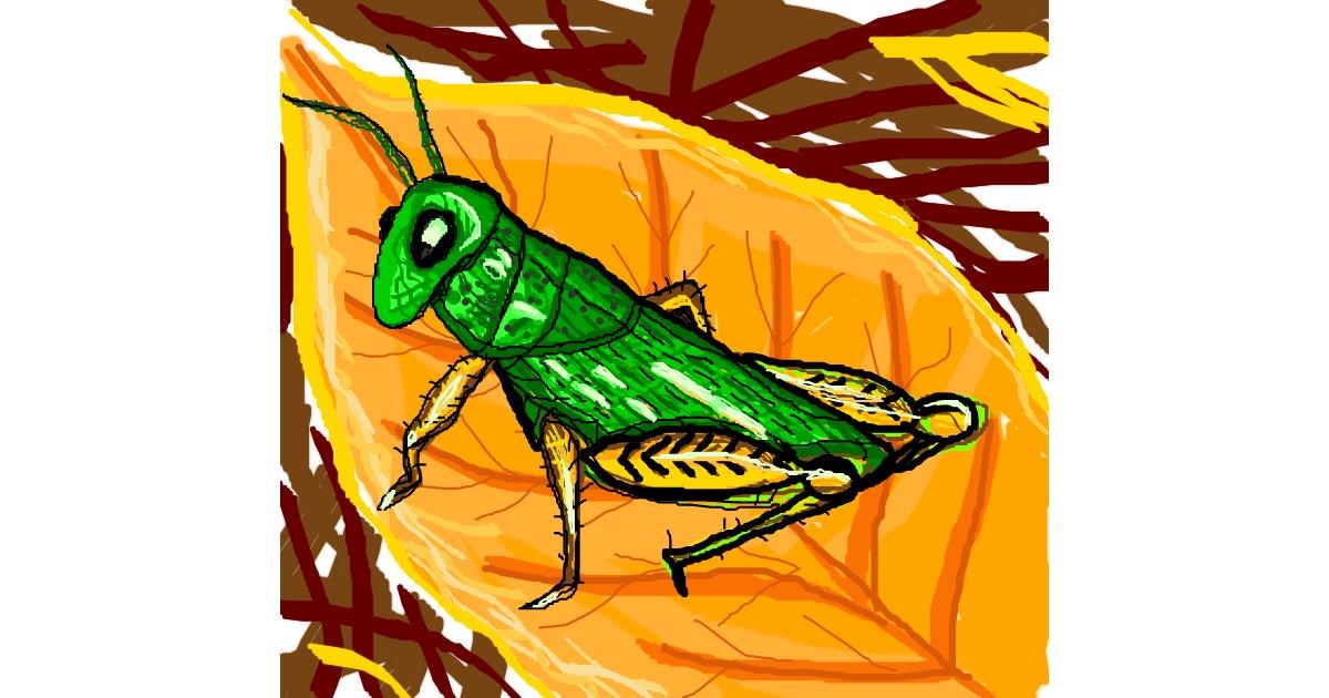 Drawing of Grasshopper by MRPANDA2
