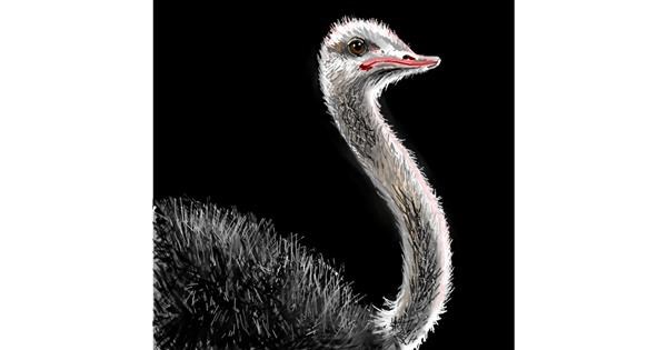 Ostrich Drawing - Gallery and How to Draw Videos!
