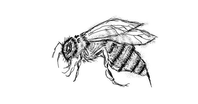Drawing of Bee by Cherri