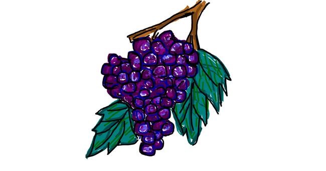 Drawing of Grapes by Kat