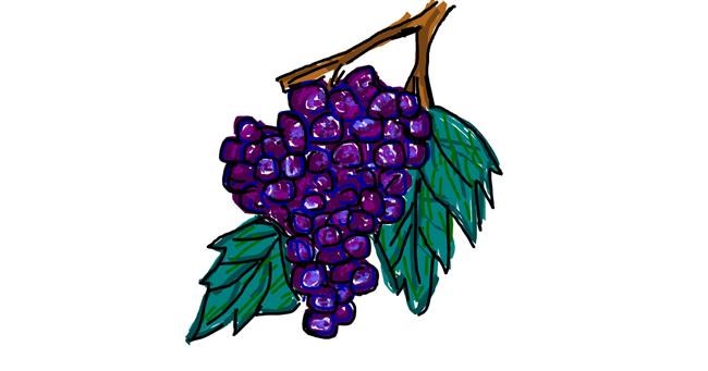 Drawing of Grapes by Kat
