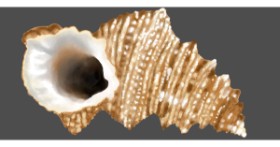Drawing of Seashell by Temüjin