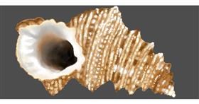 Drawing of Seashell by Temüjin