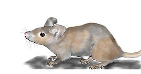 Drawing of Mouse by Kim