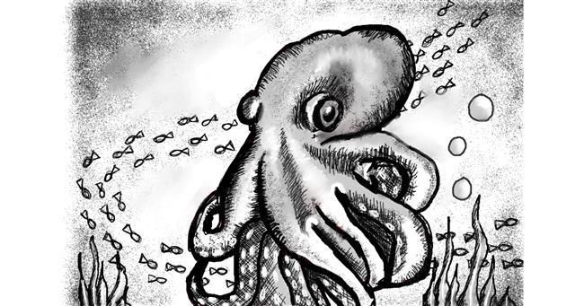 Drawing of Octopus by andy