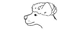 Drawing of Poodle by Abbey