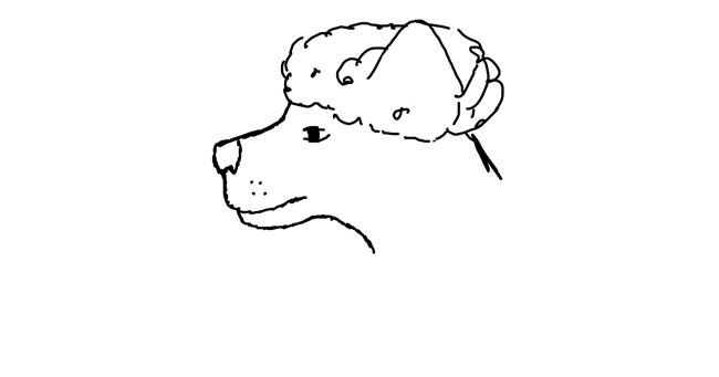 Drawing of Poodle by Abbey