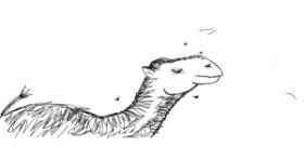Drawing of Camel by Kaden L