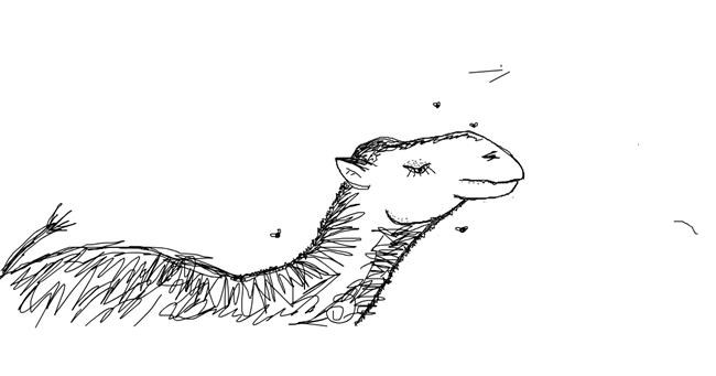 Kamel-Zeichnung von Kaden L