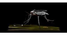 Drawing of Mosquito by Chaching