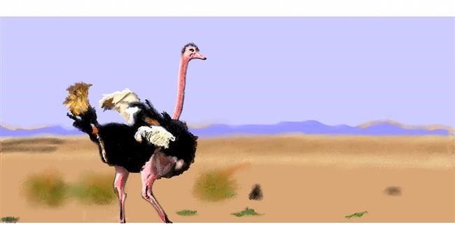 Drawing of Ostrich by Chaching