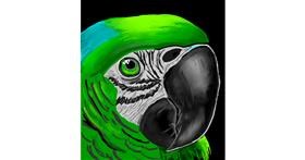 Drawing of Parrot by GreyhoundMama