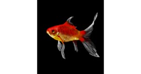 Drawing of Goldfish by Loz
