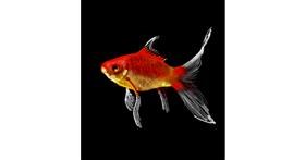 Drawing of Goldfish by Loz