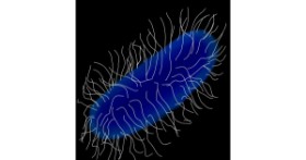 Drawing of Bacteria by MissPrincessKayKay
