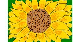 Drawing of Sunflower by Lili