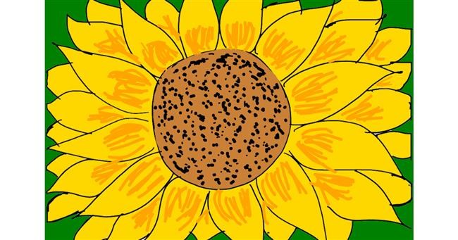 Drawing of Sunflower by Lili