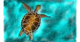 Drawing of Sea turtle by Mandy Boggs