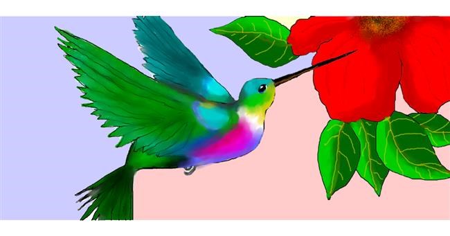 Drawing of Hummingbird by DebbyLee
