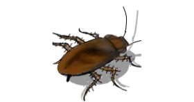 Drawing of Cockroach by §TMJ