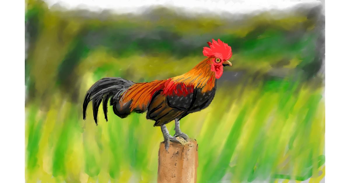 Drawing of Rooster by Humo de copal