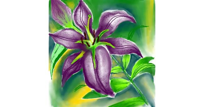 Drawing of Lily flower by Riya