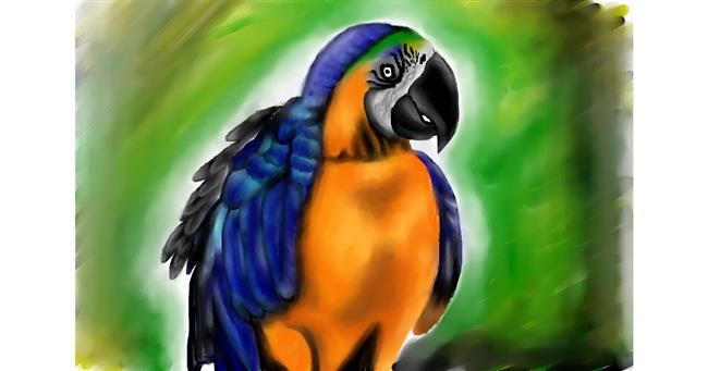 Drawing of Parrot by Jan