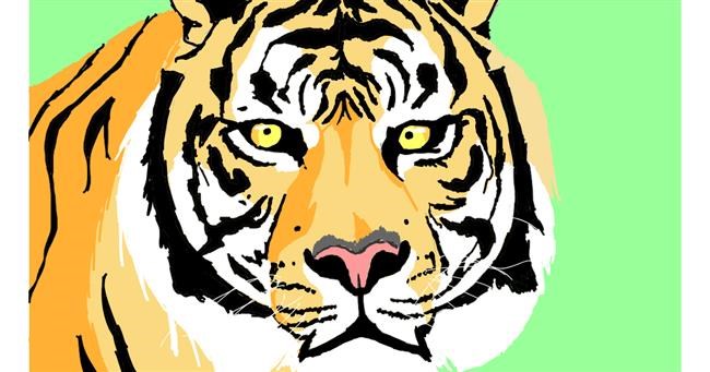 Drawing of Tiger by Sam