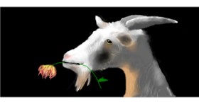 Drawing of Goat by Soraya