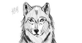 Drawing of Wolf by Diabeerus