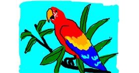 Drawing of Parrot by Anonymous