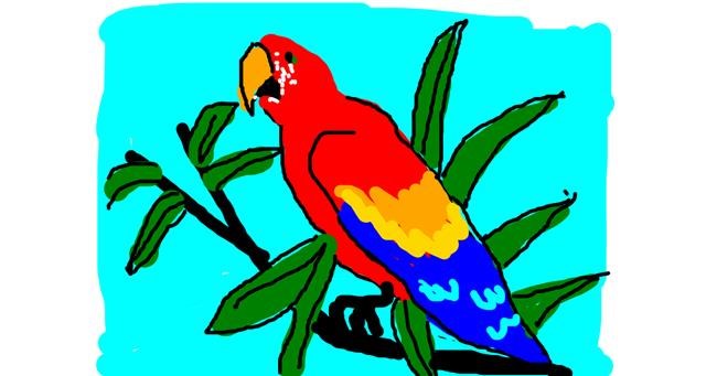 Drawing of Parrot by Anonymous