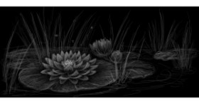 Drawing of Water lily by Aeter 