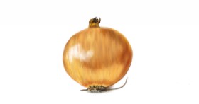 Drawing of Onion by Çhåching
