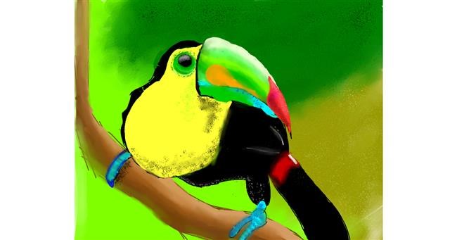 Drawing of Toucan by Yashi 🐢