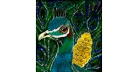 Drawing of Peacock by XxX
