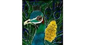Drawing of Peacock by XxX