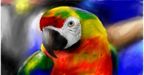 Drawing of Parrot by Mia