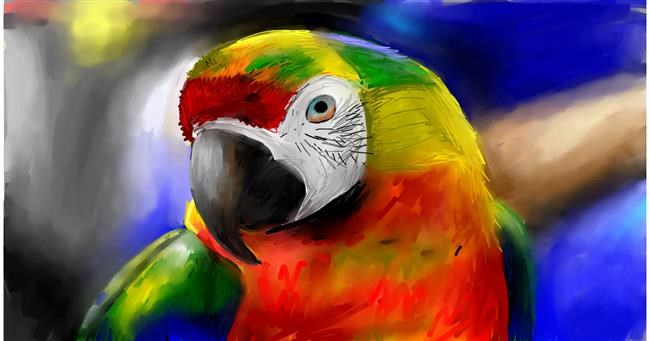 Drawing of Parrot by Mia