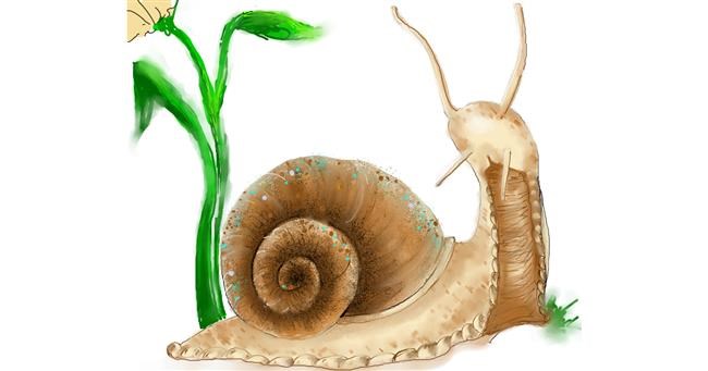 Drawing of Snail by Audrey