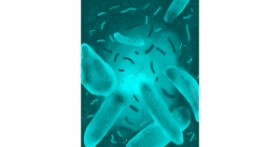 Drawing of Bacteria by ΛΥΔΑΚΙ
