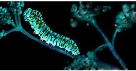 Drawing of Caterpillar by Eclat de Lune