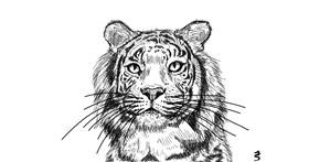 Drawing of Tiger by ErDrac