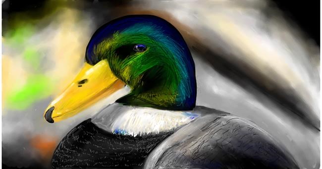 Drawing of Duck by Mia