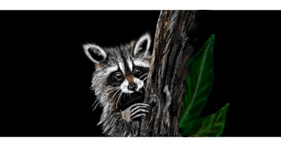 raccoon