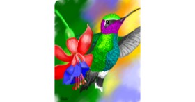 Drawing of Hummingbird by GreyhoundMama