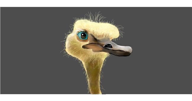 Drawing of Ostrich by Gillian