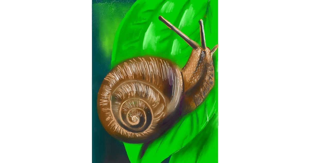 Drawing of Snail by Vinci