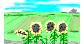 Suncokret - autor: Flowerpot