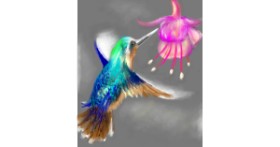 Drawing of Hummingbird by ⋆su⋆vinci彡